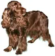 Field Spaniel