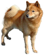 Finnish Spitz