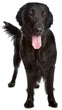 Complete List of Dog Breeds with Photos - 160 Dog Breeds Listed A to Z