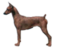 German Pinscher