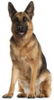 German Shepherd Dog