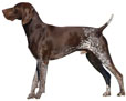 German Shorthaired Pointer