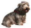 Glen of Imaal Terrier