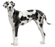 Great Dane