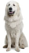 Great Pyrenees