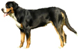 Greater Swiss Mountain Dog