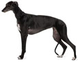 Greyhound