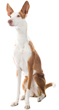 Ibizan Hound