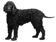 Irish Water Spaniel