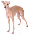 Italian Greyhound