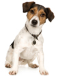 Jack Russell Terrier