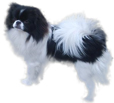 Japanese Chin