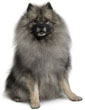 Keeshond