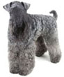 Kerry Blue Terrier