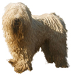 Komondor