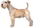 Lakeland Terrier