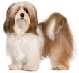 Lhasa Apso