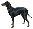 Standard Manchester Terrier