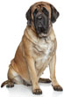 Mastiff