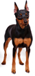 Miniature Pinscher