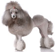 Miniature Poodle