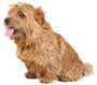 Norfolk Terrier