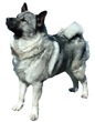 Norwegian Elkhound