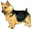 Norwich Terrier