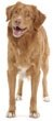 Nova Scotia Duck Tolling Retriever