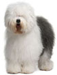 Old English Sheepdog