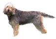 Otterhound