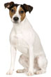 Parson Russell Terrier