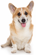 Pembroke Welsh Corgi