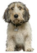 Petit Basset Griffon Vendeen