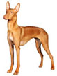 Pharaoh Hound