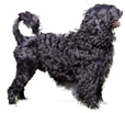 Portuguese Water Dog