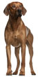 Rhodesian Ridgeback