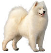 Samoyed