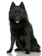 Schipperke