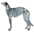 Scottish Deerhound