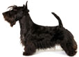 Scottish Terrier