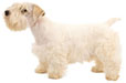 Sealyham Terrier