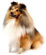 Shetland Sheepdog