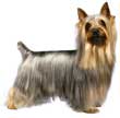 Silky Terrier