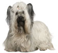 Skye Terrier