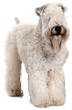 Soft Coated Wheaten Terrier