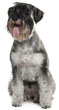 Standard Schnauzer