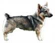 Swedish Vallhund