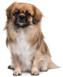 Tibetan Spaniel