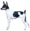 Toy Fox Terrier